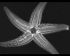 Рентгенограмма морской звезды (ПРДУ, Зоологический институт РАН)