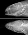 Рентгенограмма головы речного гольяна (ПРДУ, Зоологический институт РАН)