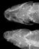 Рентгенограмма головы речного гольяна, вид со спины (ПРДУ, Зоологический институт РАН)